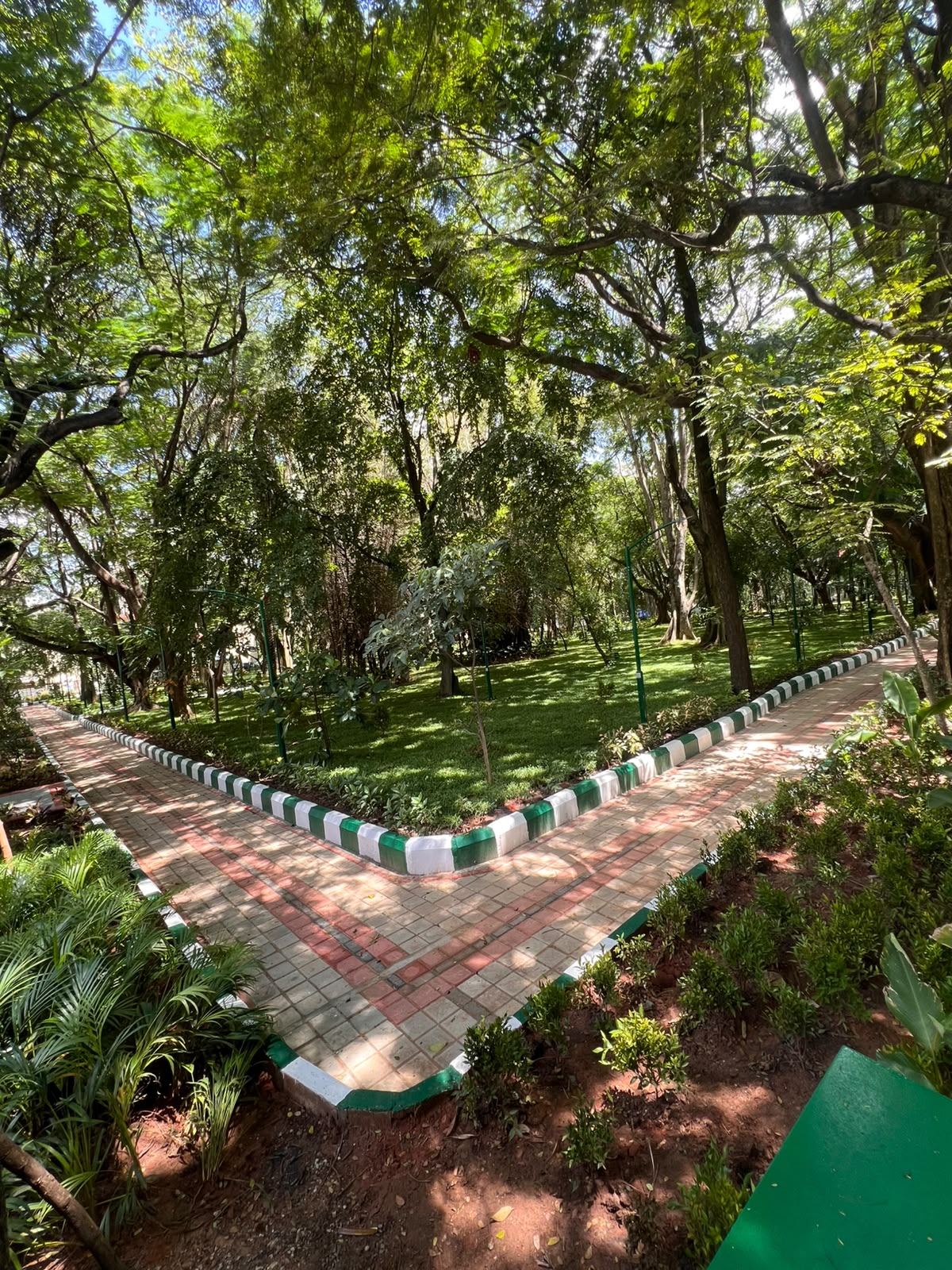 Shaded pathway beneath the mature tree canopy